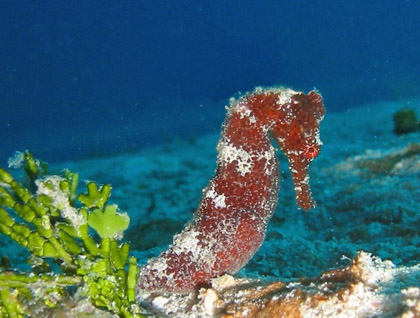 a seahorse